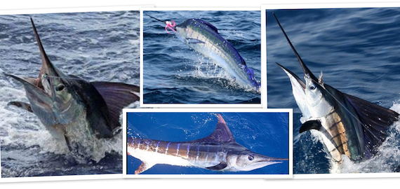 Black Marlin trips ex Cairns Sep to Dec