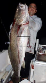 Large Mulloway/Jewfish on Arrow's Charters